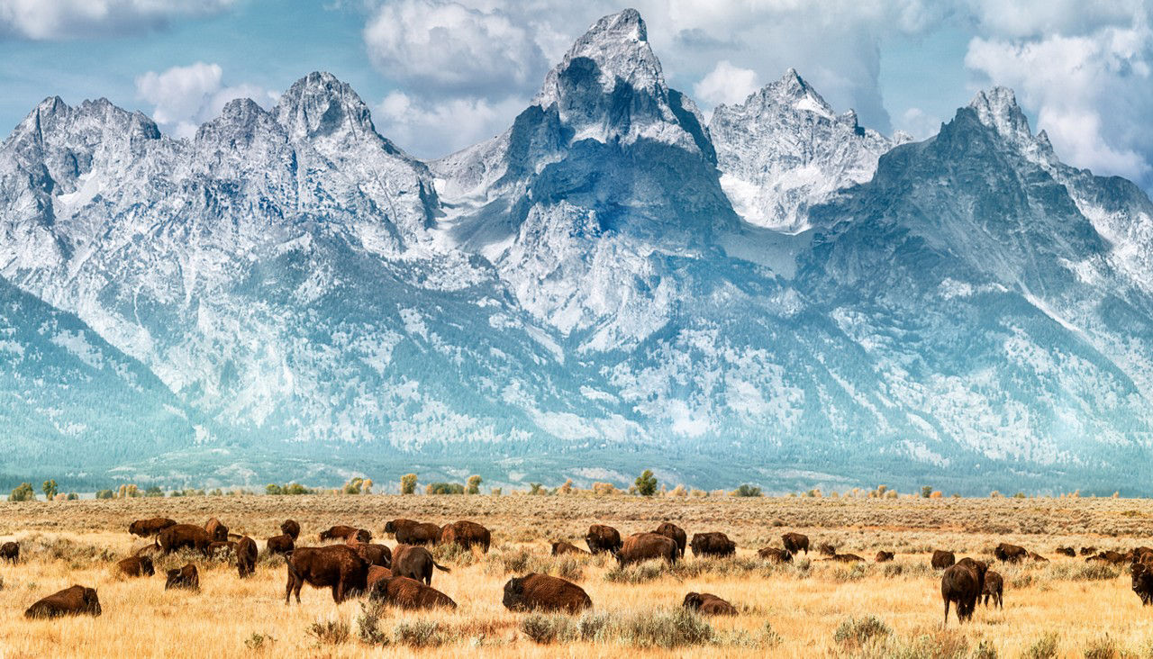 A picture of three rhinos in the nature