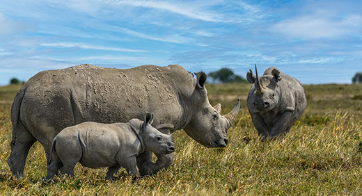 A picture of three rhinos in the nature
