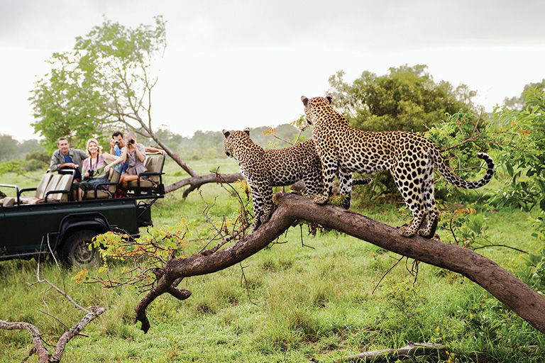 Two leopards on tree watching tourists in jeep, back view