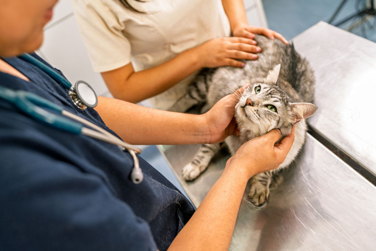 A veterinarian in navy scrubs with a stethoscope examines a gray tabby cat on a stainless steel exam table while the cat's owner steadies it with both hands.