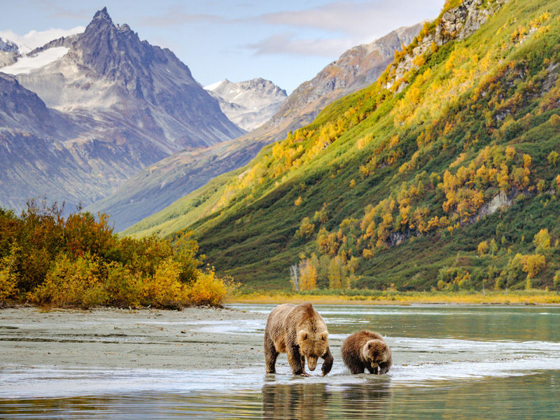 Two brown bears in Alaska hunting for food in the river