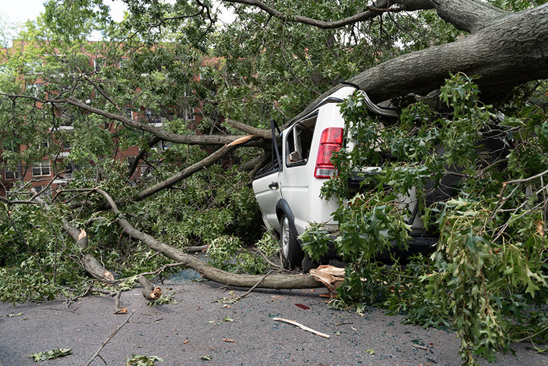 A fallen tree on the road.