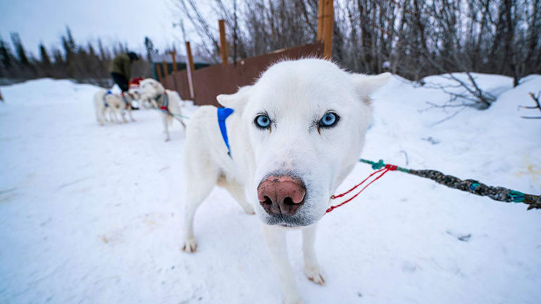 White dog pulling a sled.