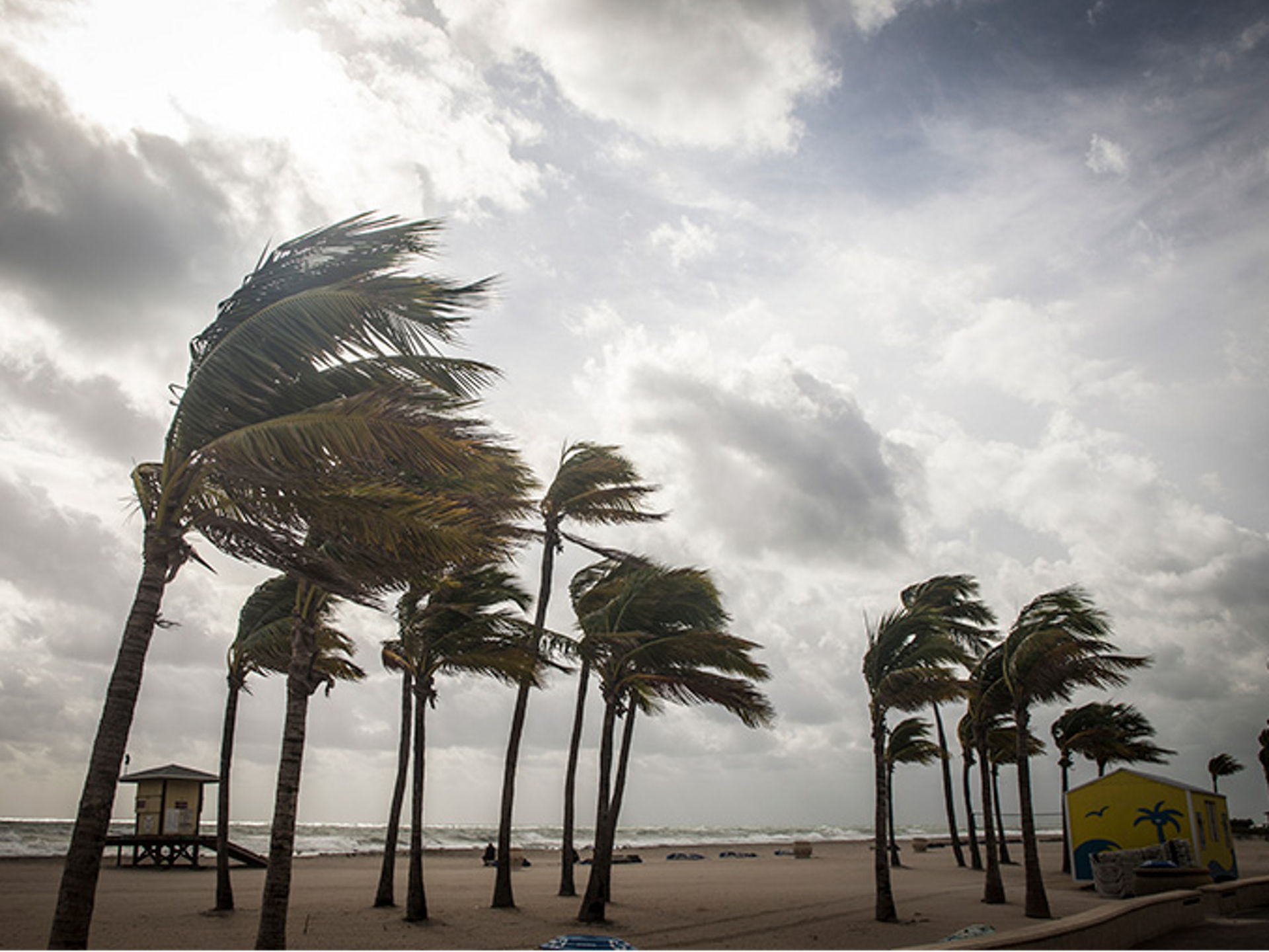 Palm trees before a hurricane.